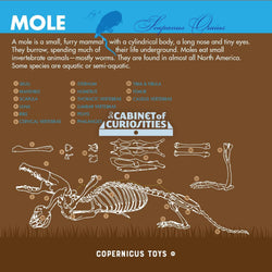 Cabinet of Owl Pellets | Copernicus Toys | Real owl pellets | Facts and instructions included… (ONLINE ORDER ONLY)