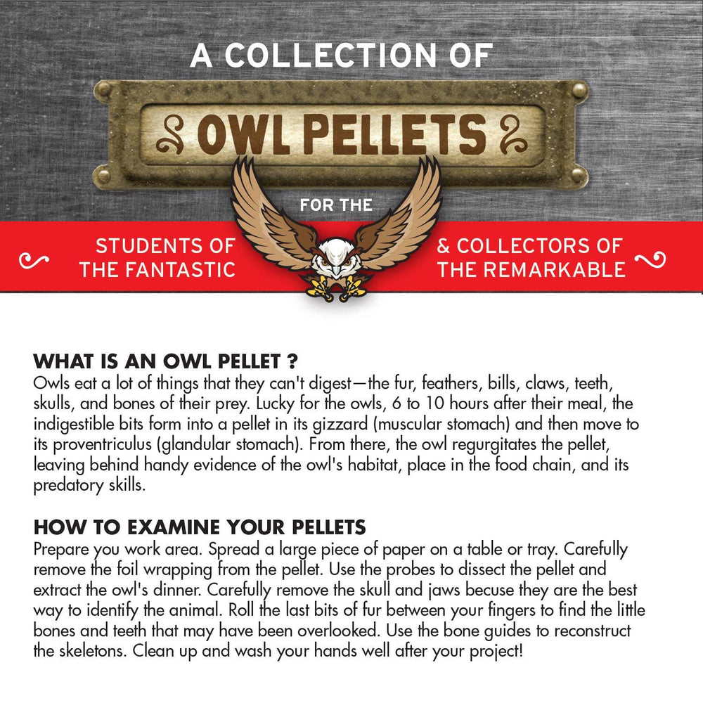 Cabinet of Owl Pellets | Copernicus Toys | Real owl pellets | Facts and instructions included… (ONLINE ORDER ONLY)