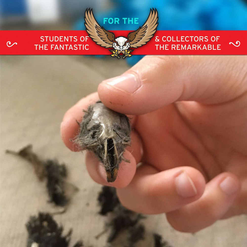 Cabinet of Owl Pellets | Copernicus Toys | Real owl pellets | Facts and instructions included… (ONLINE ORDER ONLY)