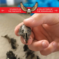 Cabinet of Owl Pellets | Copernicus Toys | Real owl pellets | Facts and instructions included… (ONLINE ORDER ONLY)