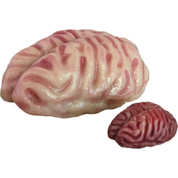 Growing Super Absorbent Brain | Your Brain will Grow Humongous | Just Add to Water (ONLINE ORDER ONLY)