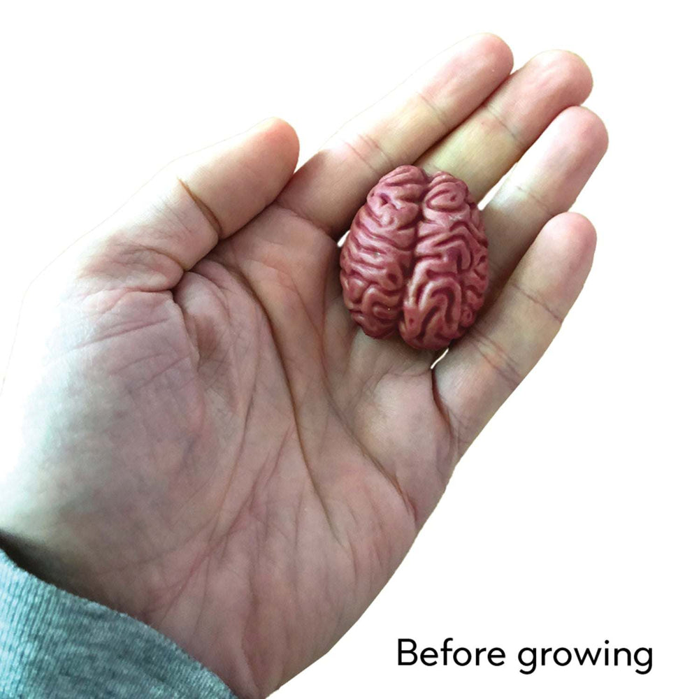 Growing Super Absorbent Brain | Your Brain will Grow Humongous | Just Add to Water (ONLINE ORDER ONLY)