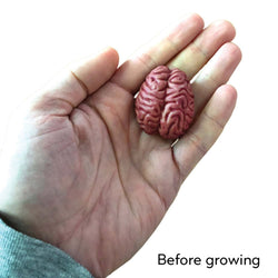 Growing Super Absorbent Brain | Your Brain will Grow Humongous | Just Add to Water (ONLINE ORDER ONLY)