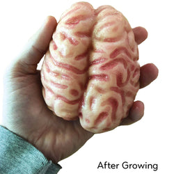 Growing Super Absorbent Brain | Your Brain will Grow Humongous | Just Add to Water (ONLINE ORDER ONLY)