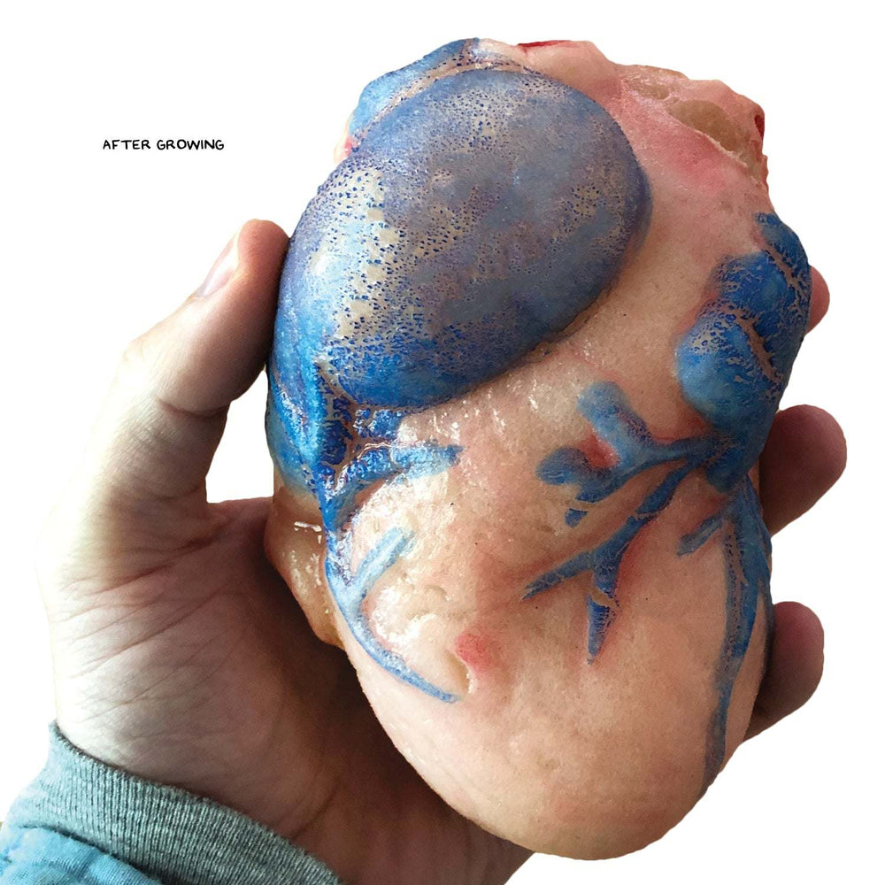 Growing Super Absorbent Heart | Grow a big heart | Just Add to Water (ONLINE ORDER ONLY)