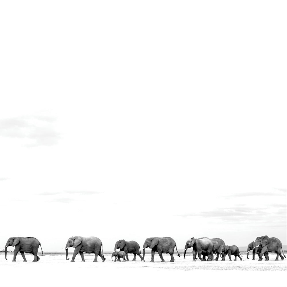 Where Are You Going: The Singles (2LP) [Vinyl] (ONLINE ORDER ONLY)