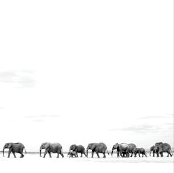 Where Are You Going: The Singles (2LP) [Vinyl] (ONLINE ORDER ONLY)