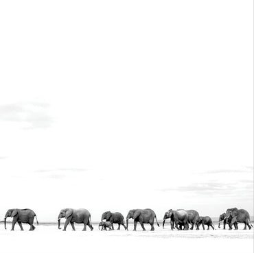 Where Are You Going: The Singles (2LP) [Vinyl] (ONLINE ORDER ONLY)