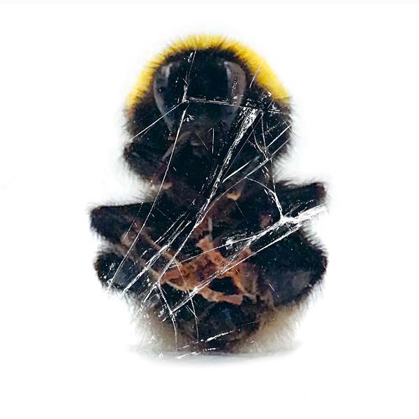 Walls & Dimensions [Vinyl] (ONLINE ORDER ONLY)