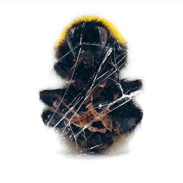 Walls & Dimensions [Vinyl] (ONLINE ORDER ONLY)