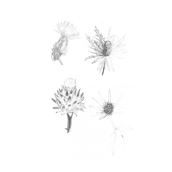 Distels [Vinyl] (ONLINE ORDER ONLY)