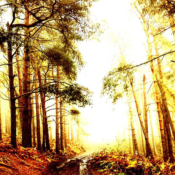 EARLY MAMMAL - Take a Lover [Vinyl] (ONLINE ORDER ONLY)