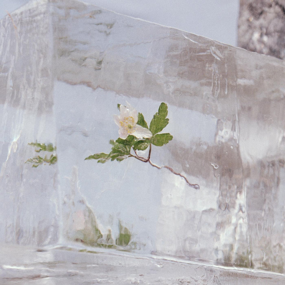 WINDFLOWERS [CD]