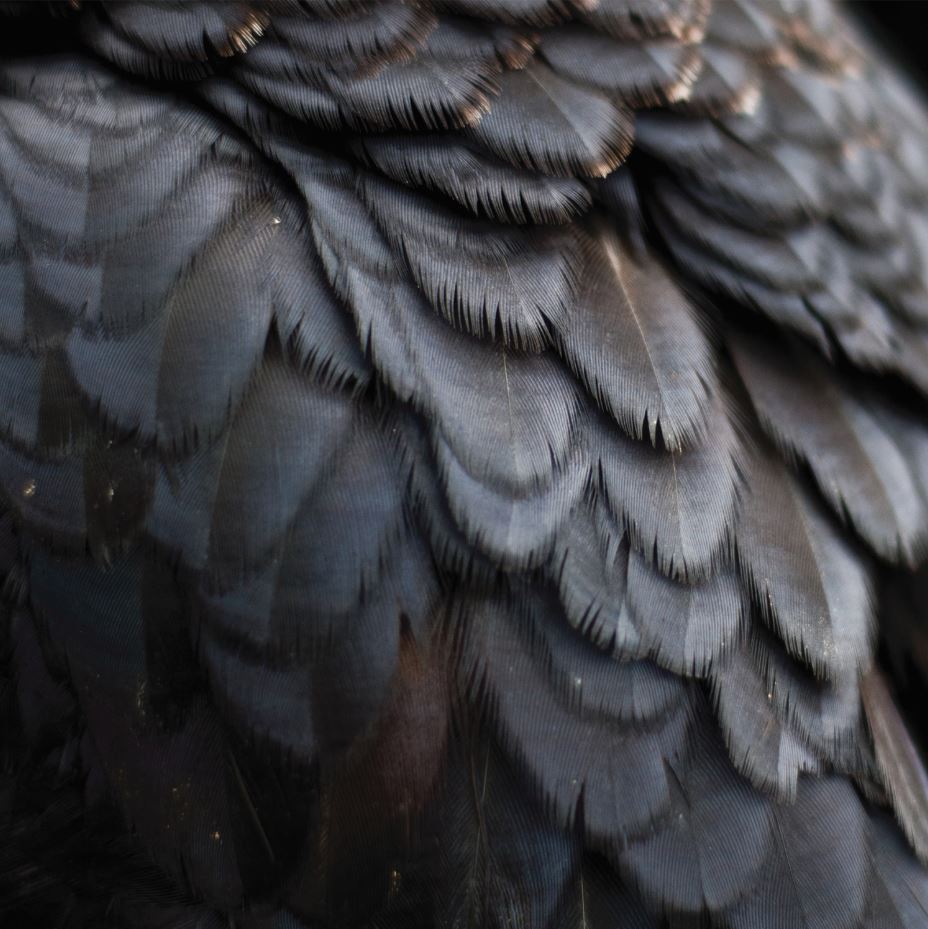 Ex People - Bird [Vinyl] (ONLINE ORDER ONLY)