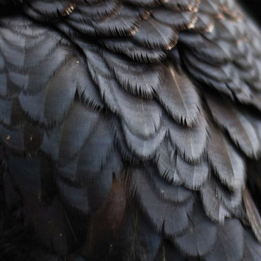 Ex People - Bird [Vinyl] (ONLINE ORDER ONLY)