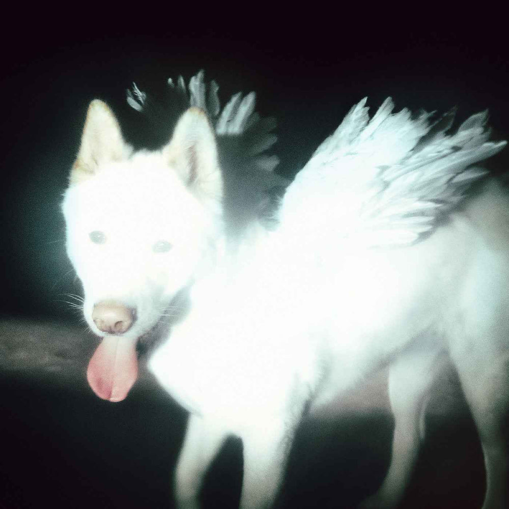PRE-ORDER Fat Dog - Cancel Me (I'M Tired) [CD]