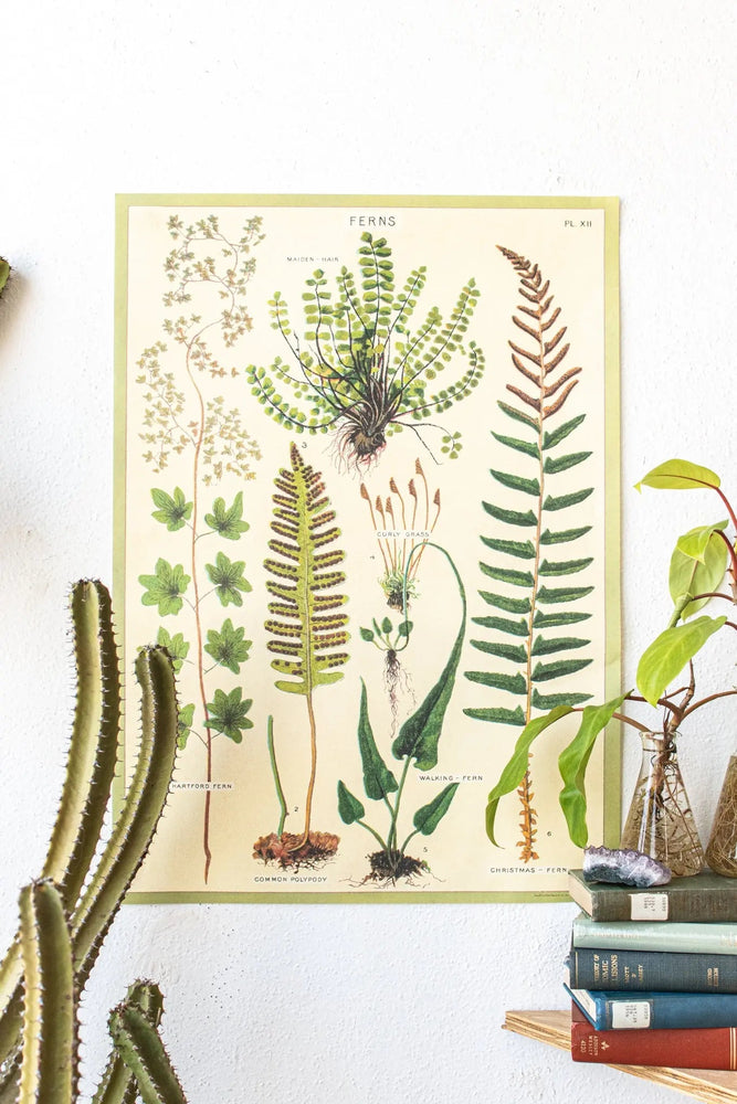 Ferns Scientific Chart (ONLINE ORDER ONLY)