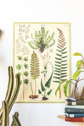Ferns Scientific Chart (ONLINE ORDER ONLY)
