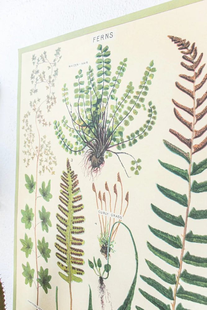Ferns Scientific Chart (ONLINE ORDER ONLY)