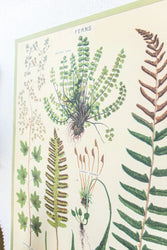 Ferns Scientific Chart (ONLINE ORDER ONLY)
