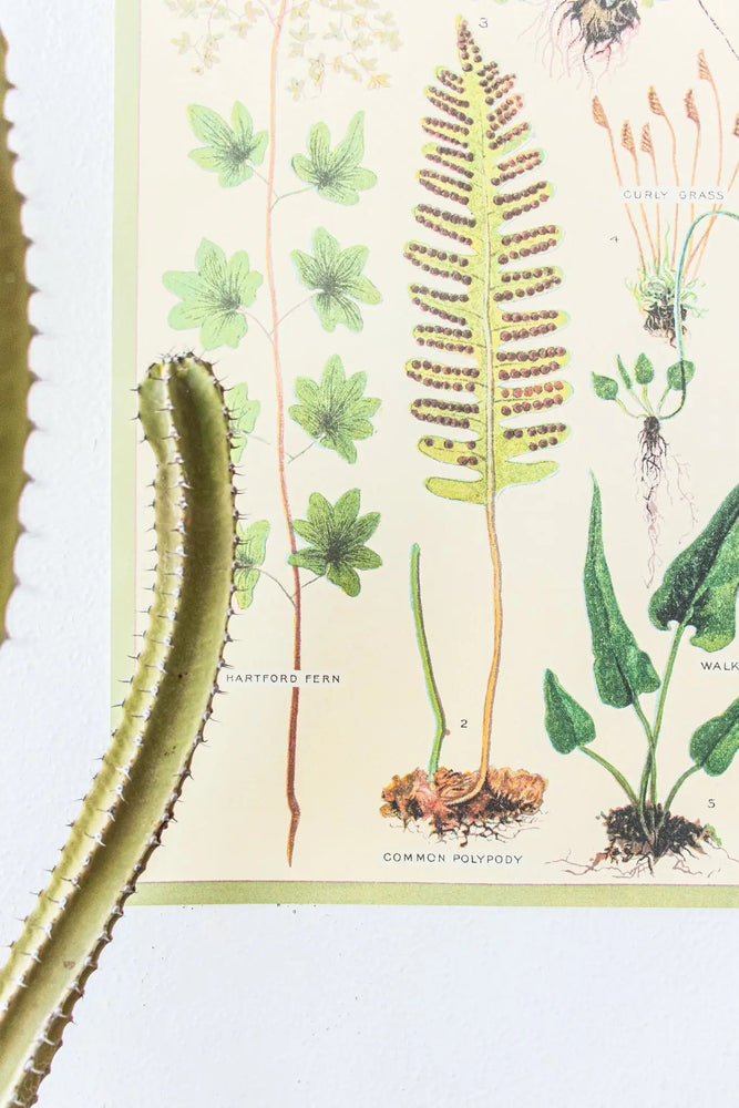 Ferns Scientific Chart (ONLINE ORDER ONLY)