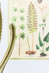 Ferns Scientific Chart (ONLINE ORDER ONLY)
