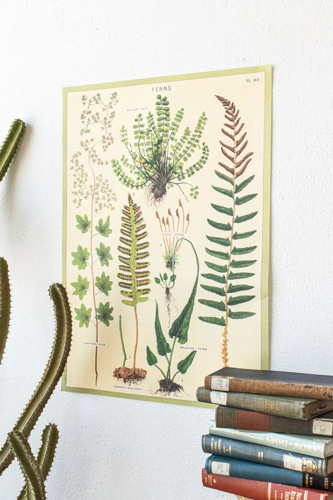 Ferns Scientific Chart (ONLINE ORDER ONLY)