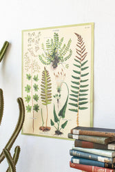 Ferns Scientific Chart (ONLINE ORDER ONLY)