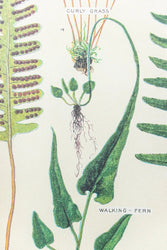 Ferns Scientific Chart (ONLINE ORDER ONLY)