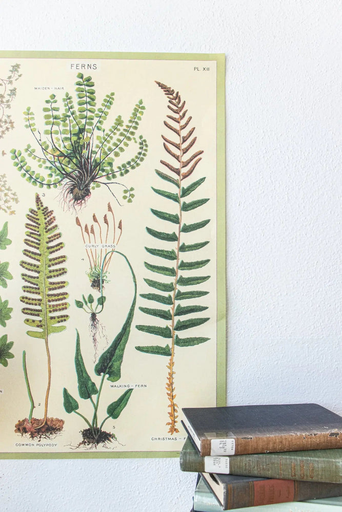 Ferns Scientific Chart (ONLINE ORDER ONLY)
