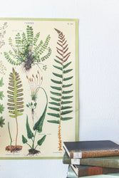 Ferns Scientific Chart (ONLINE ORDER ONLY)