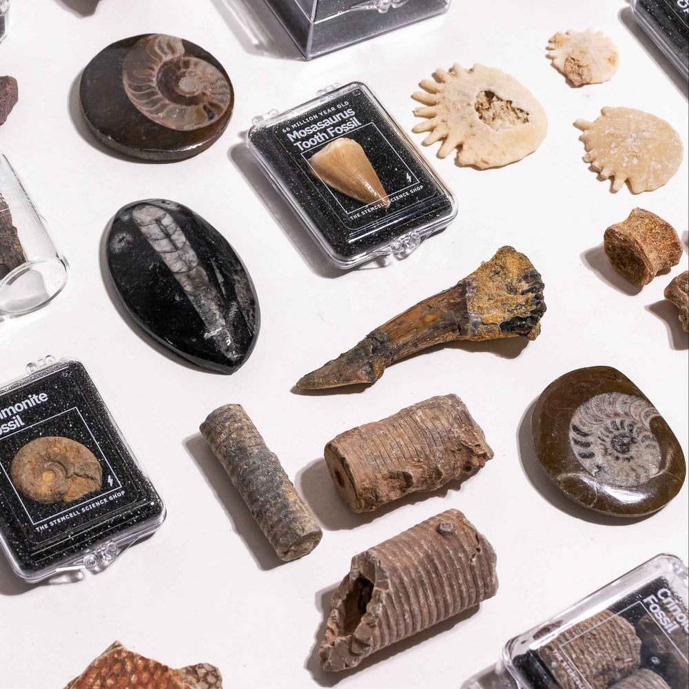 Prehistoric Fossil Collection (ONLINE ORDER ONLY)