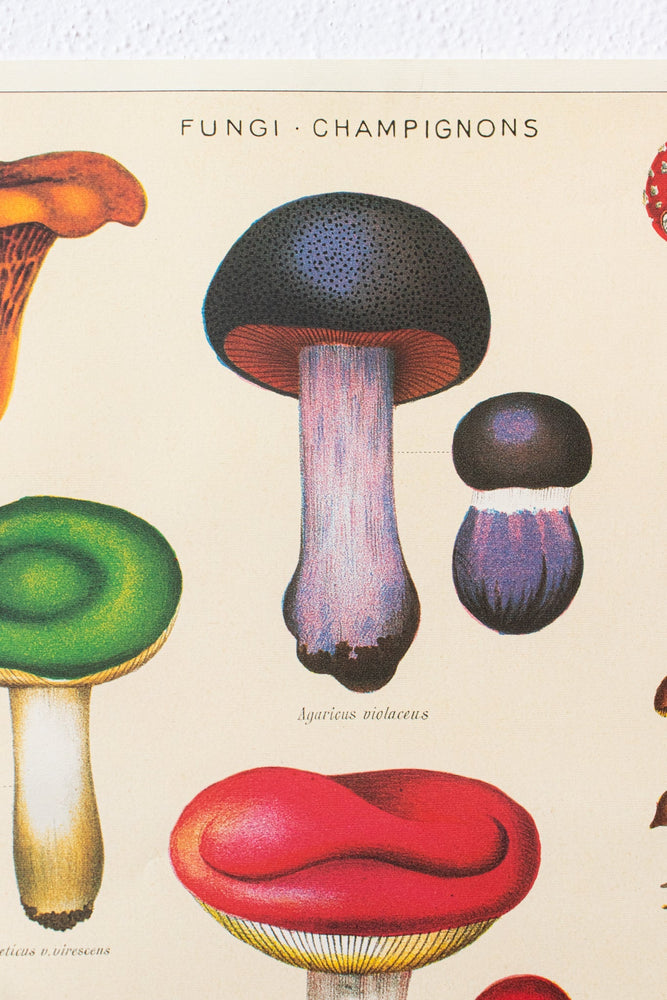 Fungi Chart (ONLINE ORDER ONLY)