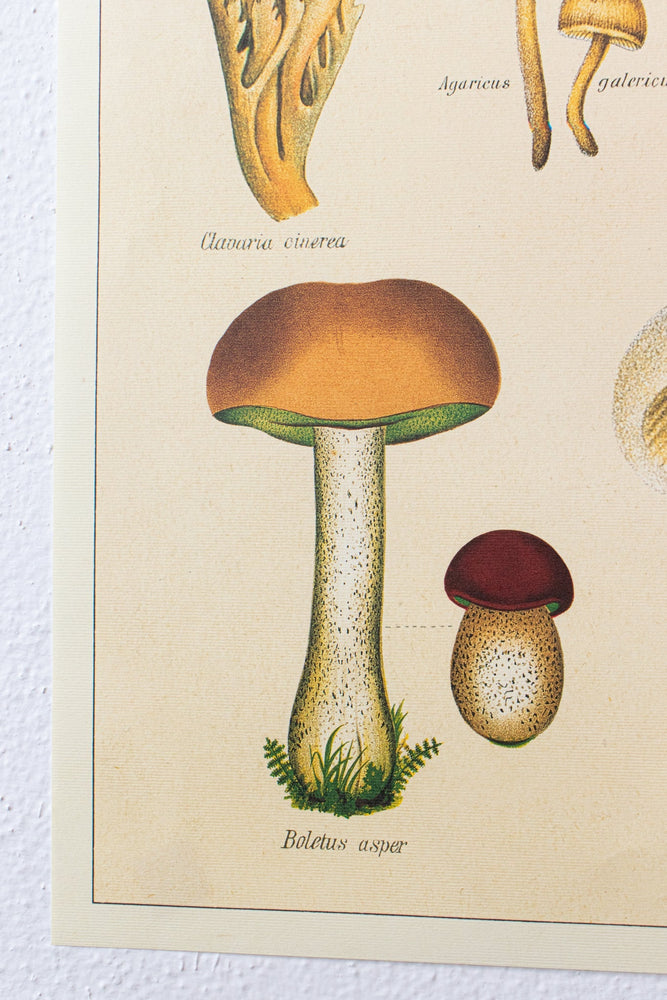 Fungi Chart (ONLINE ORDER ONLY)
