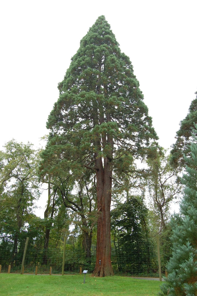 Giant Sequoia Seeds (ONLINE ORDER ONLY)