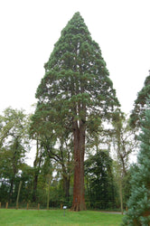 Giant Sequoia Seeds (ONLINE ORDER ONLY)
