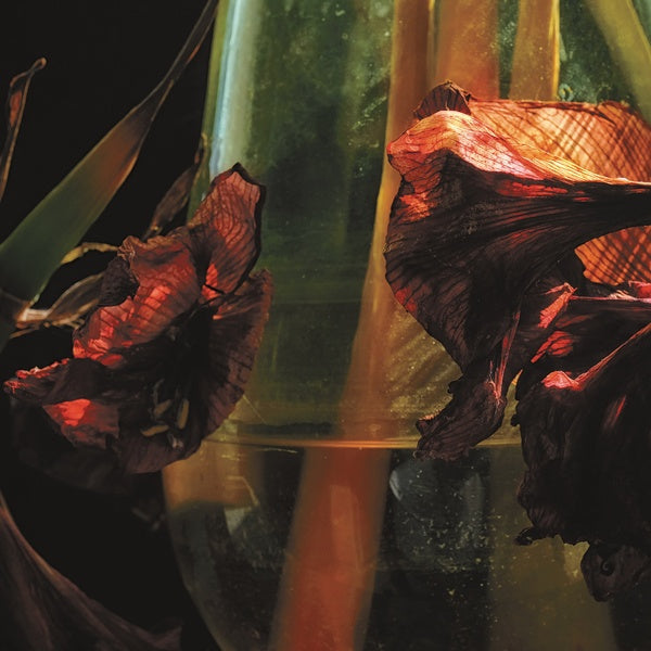 HAYVANLAR ALEMI - Psychedelia In Times Of Turbulence [CD] (ONLINE ORDER ONLY)