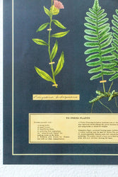 Herbarium Scientific Chart (ONLINE ORDER ONLY)