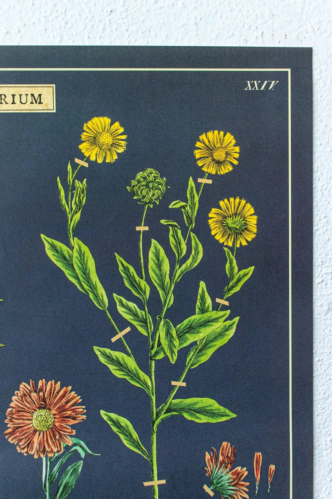 Herbarium Scientific Chart (ONLINE ORDER ONLY)