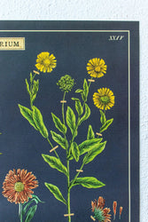 Herbarium Scientific Chart (ONLINE ORDER ONLY)