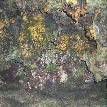 HIVE MIND - Elemental Disgrace [Vinyl] (ONLINE ORDER ONLY)