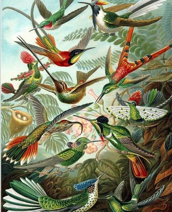 Hummingbirds - Ernst Haeckel (ONLINE ORDER ONLY)