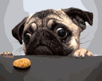 Hungry Pug (ONLINE ORDER ONLY)