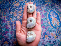 Rainbow Ammonite Fossil, Iridescent Ammonite, Ammolite from Madagascar, You Choose Size (ONLINE ORDER ONLY)