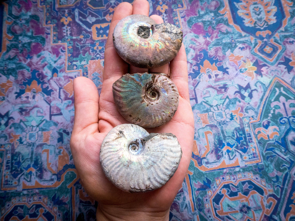 Rainbow Ammonite Fossil, Iridescent Ammonite, Ammolite from Madagascar, You Choose Size (ONLINE ORDER ONLY)