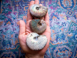 Rainbow Ammonite Fossil, Iridescent Ammonite, Ammolite from Madagascar, You Choose Size (ONLINE ORDER ONLY)