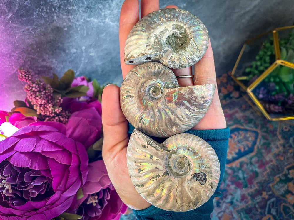 Rainbow Ammonite Fossil, Iridescent Ammonite, Ammolite from Madagascar, You Choose Size (ONLINE ORDER ONLY)