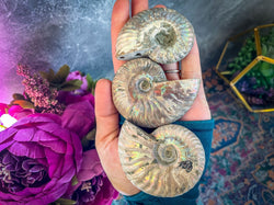 Rainbow Ammonite Fossil, Iridescent Ammonite, Ammolite from Madagascar, You Choose Size (ONLINE ORDER ONLY)