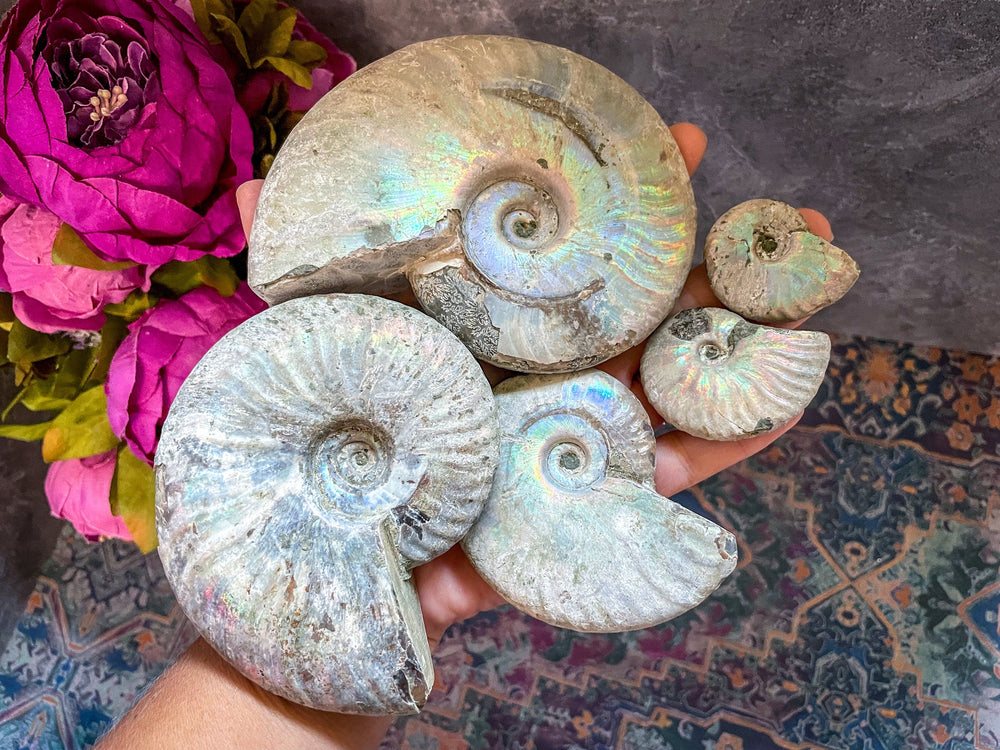 Rainbow Ammonite Fossil, Iridescent Ammonite, Ammolite from Madagascar, You Choose Size (ONLINE ORDER ONLY)