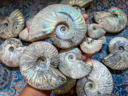 Rainbow Ammonite Fossil, Iridescent Ammonite, Ammolite from Madagascar, You Choose Size (ONLINE ORDER ONLY)